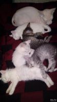 Лот: 11817445. Фото: 2. Срочно отдам1 котика сибирский-сфинкс. Животные и уход