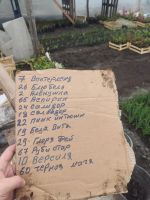 Лот: 22170468. Фото: 6. Саженцы роз