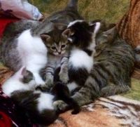 Лот: 18122587. Фото: 3. Котёнок кошечка красотка. Растения и животные