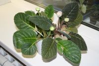 Лот: 4399067. Фото: 2. 2 глоксинии в одном горшке (зацветают... Комнатные растения и уход