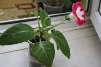 Лот: 2921046. Фото: 3. Глоксиния14 (цветущее растение... Растения и животные