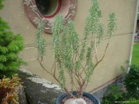 Лот: 14149624. Фото: 2. Седум Sedum griseum. Комнатные растения и уход