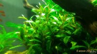 Лот: 9810820. Фото: 4. Буцефаландра Bucephalandra sp... Красноярск