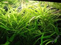 Лот: 1865957. Фото: 2. Гигрофила иволистная. Аквариумистика