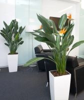 Лот: 4729685. Фото: 2. Кашпо Лечуза Кубико 22 (41 см). Предметы интерьера