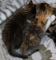 Лот: 2186160. Фото: 3. шотландские клубные котята 2. Растения и животные