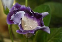 Лот: 4281113. Фото: 2. Глоксиния фиолетовая с белым. Комнатные растения и уход