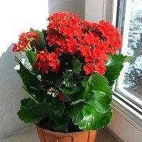 Лот: 16653631. Фото: 3. Каланхоэ Блосфельда, красный. Растения и животные