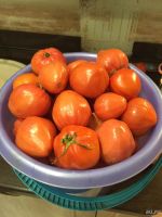Лот: 8242839. Фото: 2. Помидоры домашние тепличные. Продукты