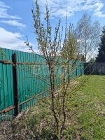 Лот: 25361345. Фото: 10. участок , ТСН Заимка Счастливая...