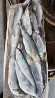 Лот: 11317117. Фото: 2. Сельдь Олюторская. Продукты
