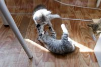 Лот: 9560277. Фото: 3. Британские Котята. Растения и животные