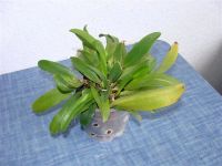 Лот: 1057154. Фото: 2. орхидея каттлея Spring Song. Комнатные растения и уход