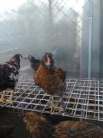 Лот: 10213473. Фото: 2. петушок молодой. Животные и уход