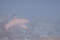 Лот: 4829847. Фото: 2. Рифовая чернопёрая акула. Живопись, скульптура, фото