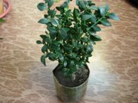 Лот: 9003765. Фото: 3. Самшит (буксус) Комнатное подрошенное... Растения и животные