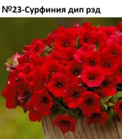 Лот: 17171911. Фото: 21. Вегетативная петуния. Укорененные...