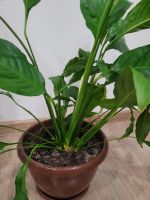 Лот: 18016202. Фото: 3. Продам комнатное растение: Спатифиллум. Растения и животные