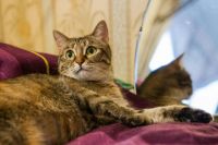 Лот: 7193786. Фото: 4. Грустная история кошечки. Ищем... Красноярск