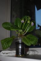 Лот: 4281113. Фото: 6. Глоксиния фиолетовая с белым