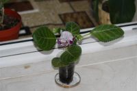 Лот: 2896198. Фото: 3. Глоксиния 42 (цветущее растение... Растения и животные