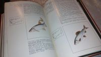 Лот: 7725460. Фото: 5. Красная книга РСФСР. Животные...
