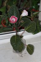 Лот: 2987325. Фото: 2. Глоксиния 11 (цветущая). Комнатные растения и уход