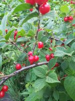 Лот: 11846534. Фото: 2. Вишня свежая 2018. Продукты