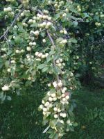 Лот: 16477853. Фото: 10. Сок яблочный с собственного сада...