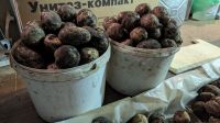 Лот: 14585945. Фото: 2. Картофель излишки сорт "Антонина... Продукты
