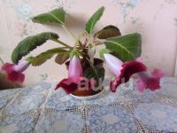 Лот: 20015082. Фото: 3. Растение комнатное Глоксиния красная... Растения и животные