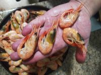Лот: 17125369. Фото: 2. Креветка. Продукты