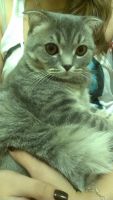Лот: 6174671. Фото: 4. Шотландский кот ждет кошку на... Красноярск