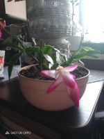 Лот: 24899857. Фото: 2. Декабрист шлюмбергера. Комнатные растения и уход