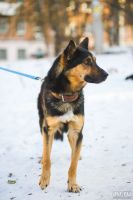 Лот: 8517346. Фото: 7. Отдам красавца в хорошие руки...