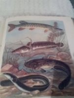 Лот: 3482141. Фото: 7. Настольная книга рыболова- спортсмена...