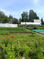 Лот: 17356094. Фото: 9. Дача Манский р-н, д. Кускун, СНТ...
