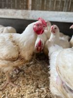 Лот: 16045524. Фото: 4. Тушка цыплёнка бройлера домашнего