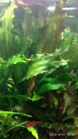 Лот: 16052362. Фото: 2. Эхинодорус гибрид Уругвайский... Аквариумистика