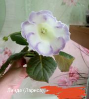 Лот: 16053403. Фото: 4. Глоксиния- лист . Красноярск