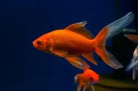 Лот: 16200344. Фото: 2. Золотая рыбка Комета (Carassius... Аквариумистика