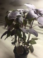Лот: 12715165. Фото: 2. Базилик #greenkrsk24. Продукты