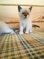 Лот: 11957982. Фото: 4. котят. Красноярск