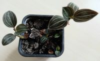 Лот: 5600107. Фото: 2. Орхидея Лудизия драгоценная. Комнатные растения и уход