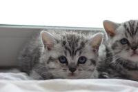 Лот: 5005071. Фото: 4. Британские котята. К празднику... Красноярск