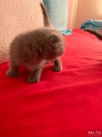 Лот: 14121714. Фото: 3. Шотландские вислоухие котята. Растения и животные