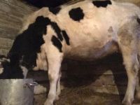 Лот: 14772464. Фото: 2. Продам стельную телку. Животные и уход