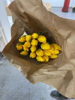 Лот: 15456565. Фото: 3. Жирный тюльпан! на луковице! Тюльпаны... Сувениры, подарки
