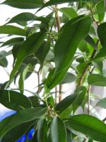 Лот: 17295277. Фото: 3. Фикус Бенджамина в горшке. Растения и животные