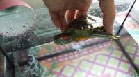 Лот: 6127447. Фото: 4. Черепашка красноухая с аквариумом. Красноярск